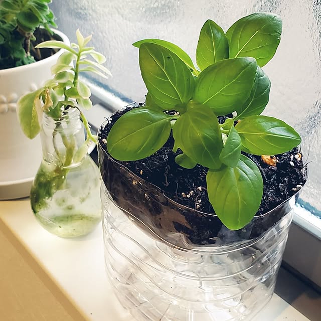 totoroさんの実例写真