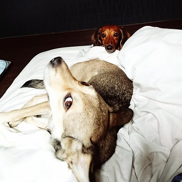 andさんの実例写真