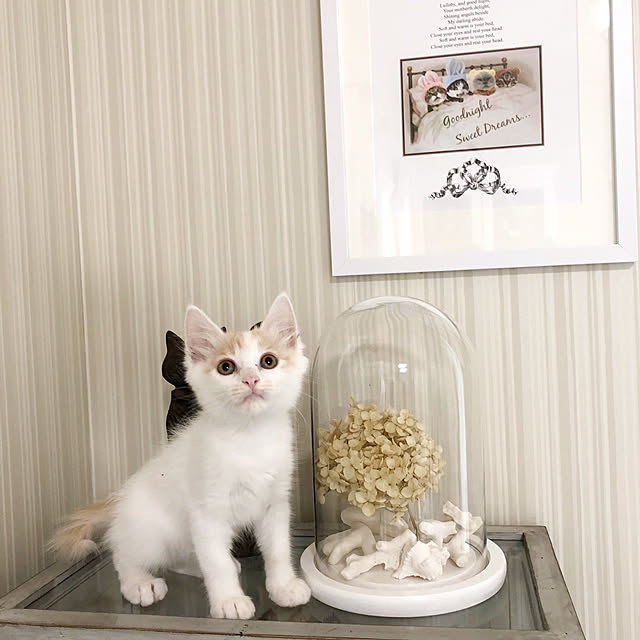 yuchiさんの実例写真