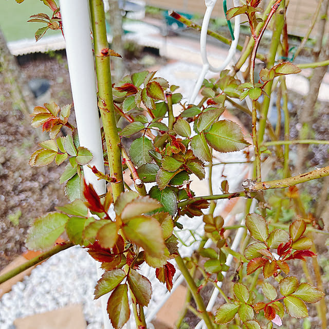 chanduさんの部屋