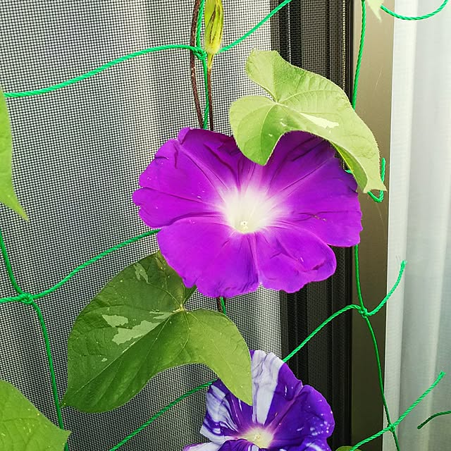 mmpoohさんの実例写真