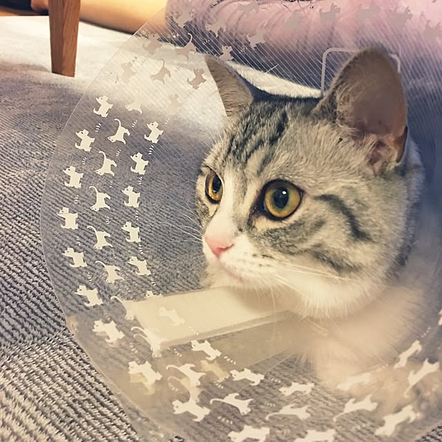 Shojiさんの実例写真