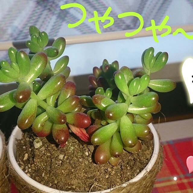 karenkoさんの実例写真