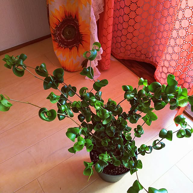 0c.c0さんの実例写真