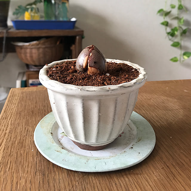 apiさんの実例写真