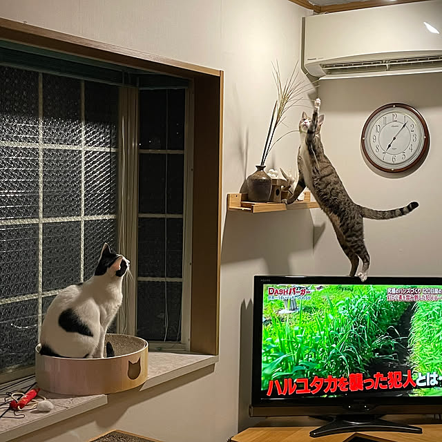 nobikoさんの部屋