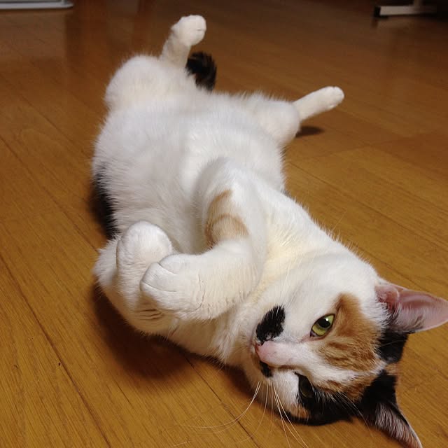 Kinanさんの実例写真