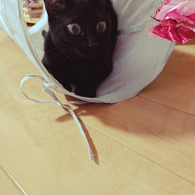 MyuRuuさんの実例写真