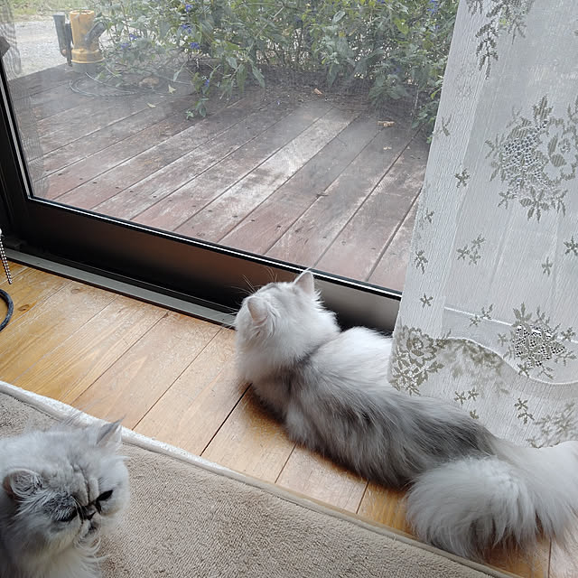 makaronさんの実例写真