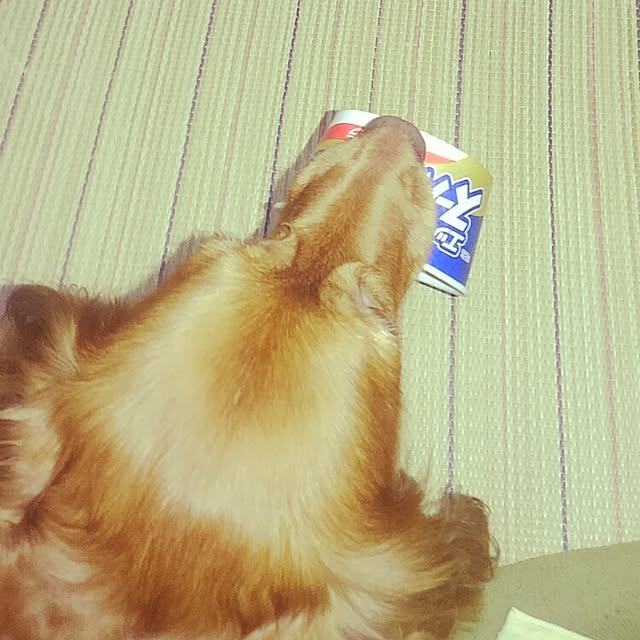 satoさんの実例写真