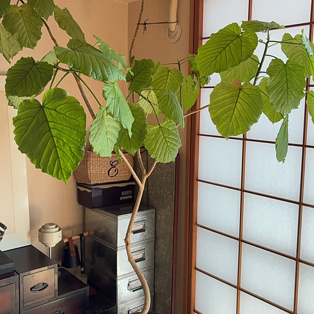 cagosukiさんの実例写真