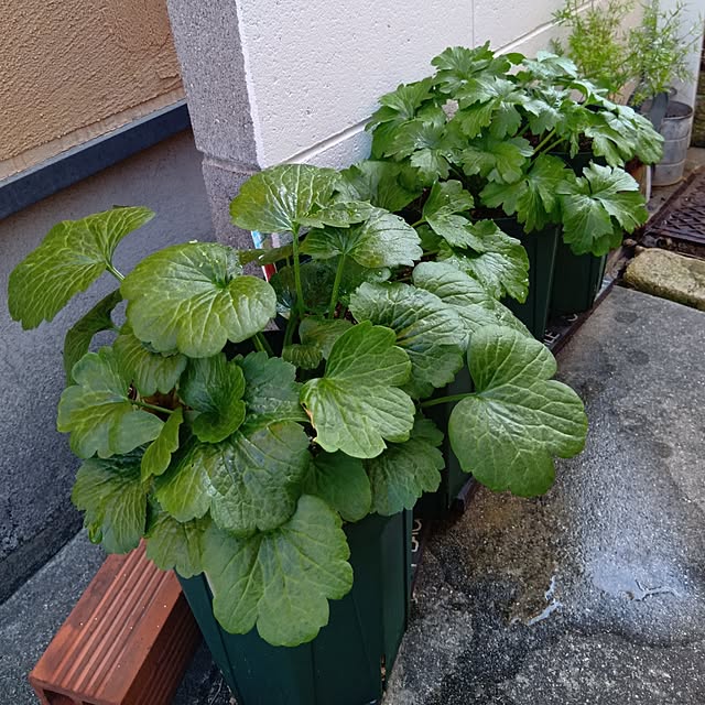 tomomiさんの実例写真