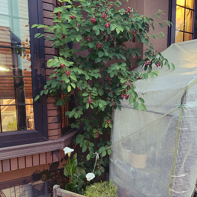 ayaさんの実例写真