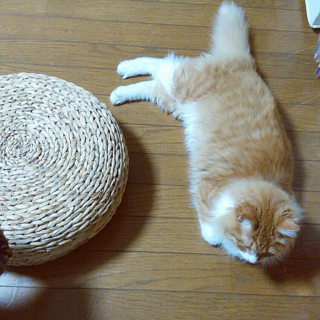 taikoさんの実例写真