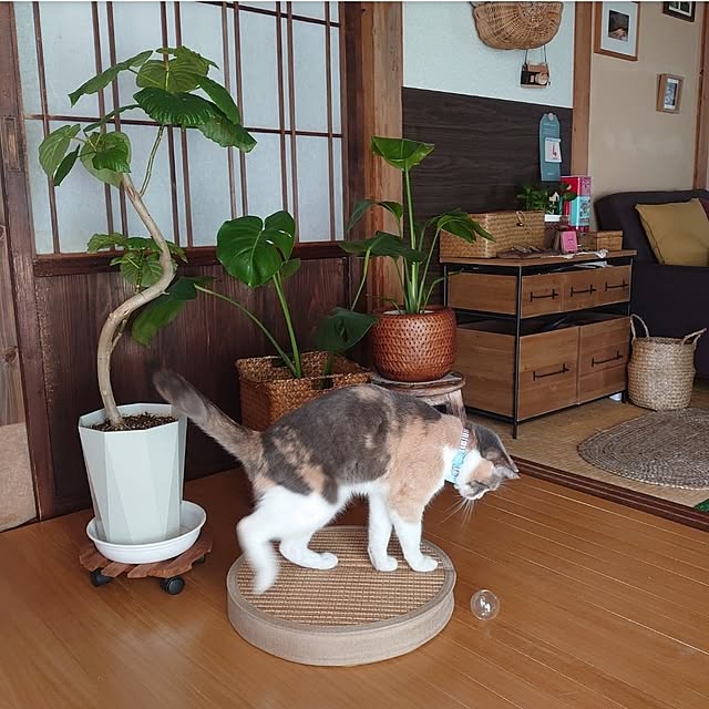 fukuさんの実例写真