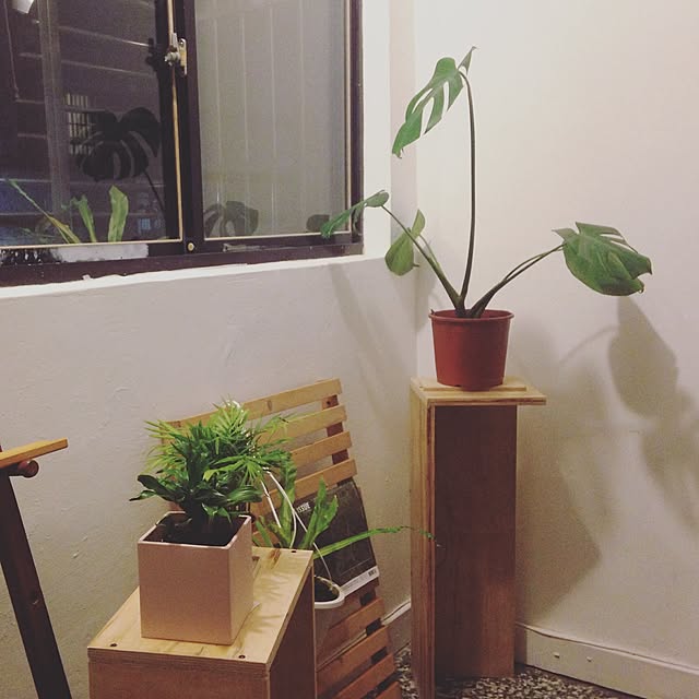 リビング/植物/DIY/観葉植物のインテリア実例 - 2017-06-27 00:56:13