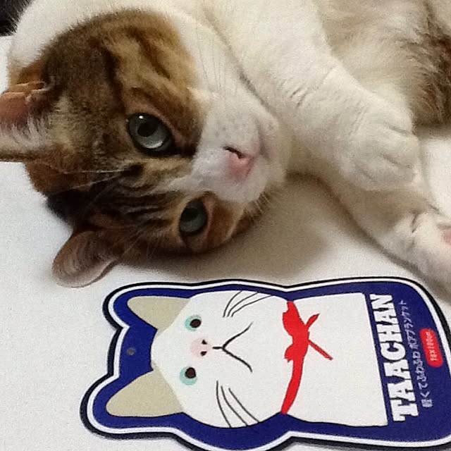 Mikaさんの実例写真