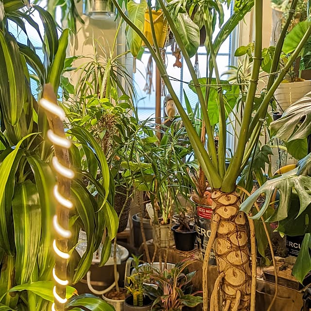 GINさんの部屋