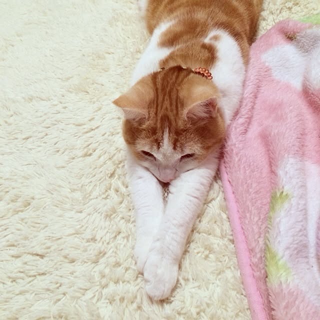 Michikoさんの実例写真
