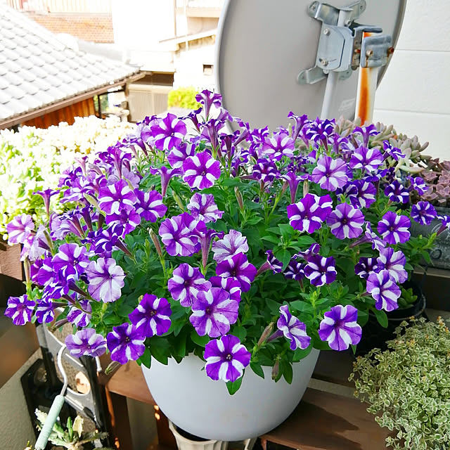 VERANDARJUNさんの実例写真