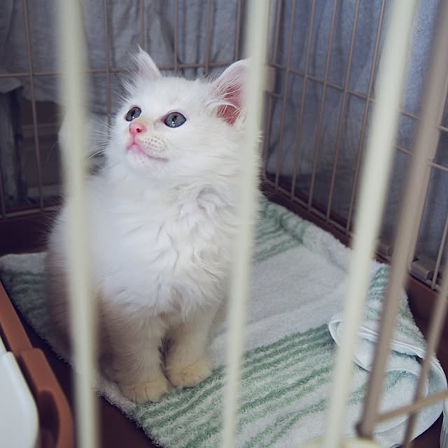 miiさんの実例写真