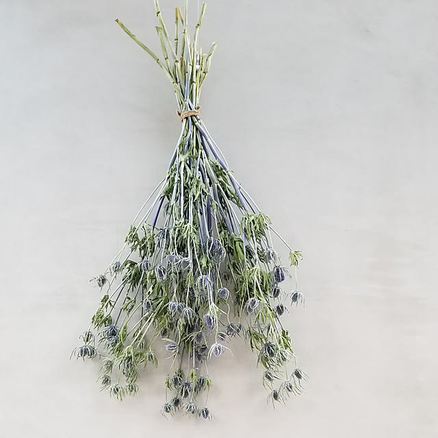 壁/天井/一人暮らし/北欧/ドライフラワー/観葉植物...などのインテリア実例 - 2019-02-27 11:41:49