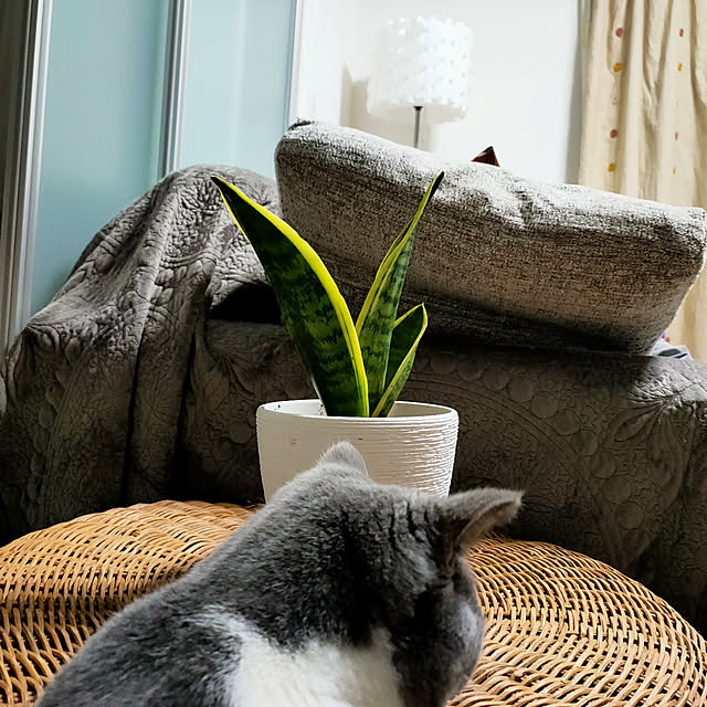 KEIKOさんの実例写真