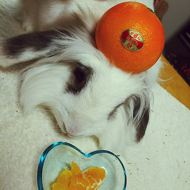 WASABIさんの実例写真