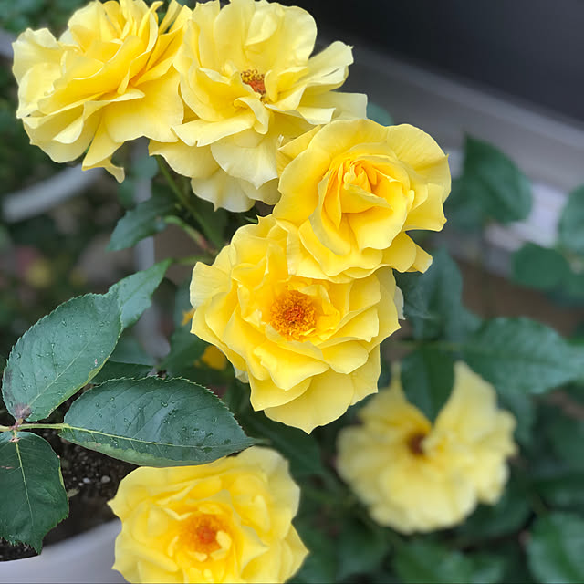 miruさんの実例写真