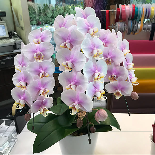 may.14.hiromiさんの実例写真