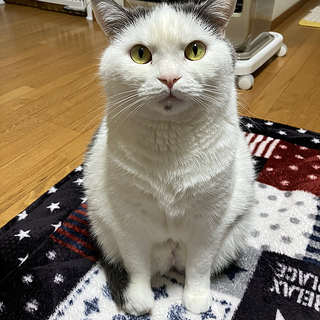 kiiroikumaさんの部屋