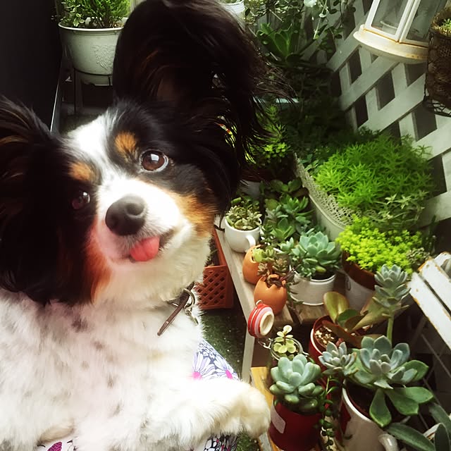kanonさんの実例写真