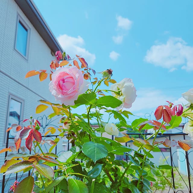surviveさんの実例写真