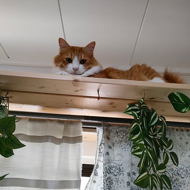 mori_6_12さんの実例写真