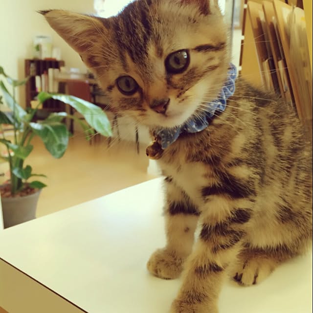 takubou821さんの実例写真