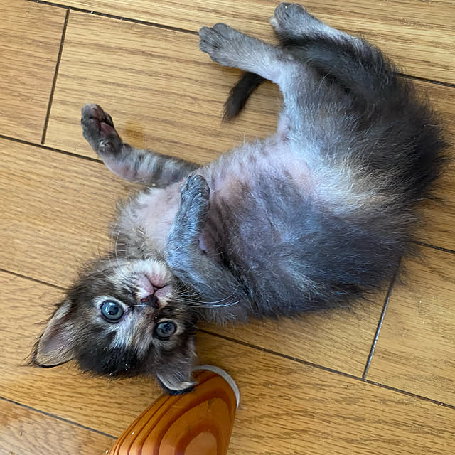 prelumoさんの実例写真