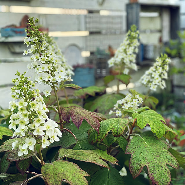 kokko3さんの実例写真