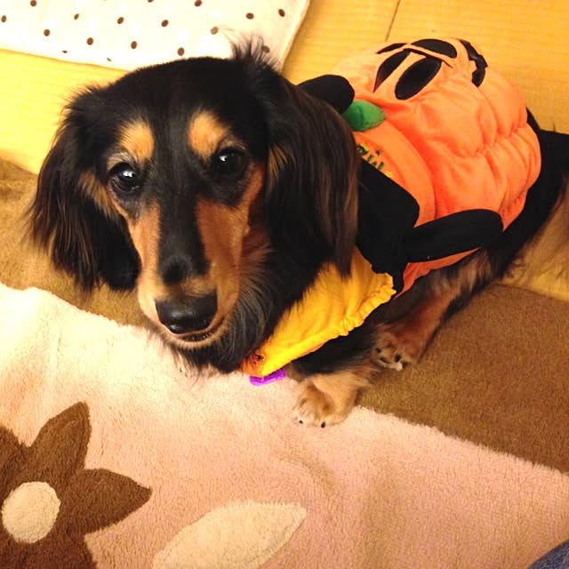 soruhu_1017さんの実例写真