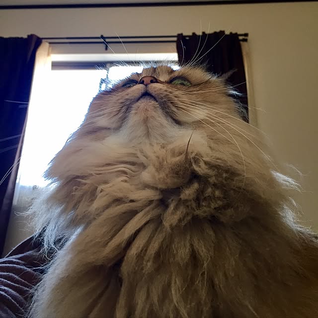 butachanさんの実例写真