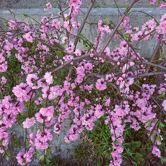 machikomamaさんの実例写真