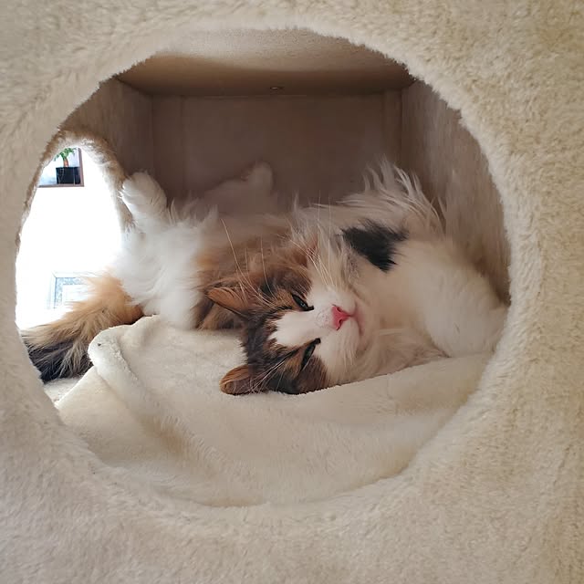 muku+maroさんの実例写真