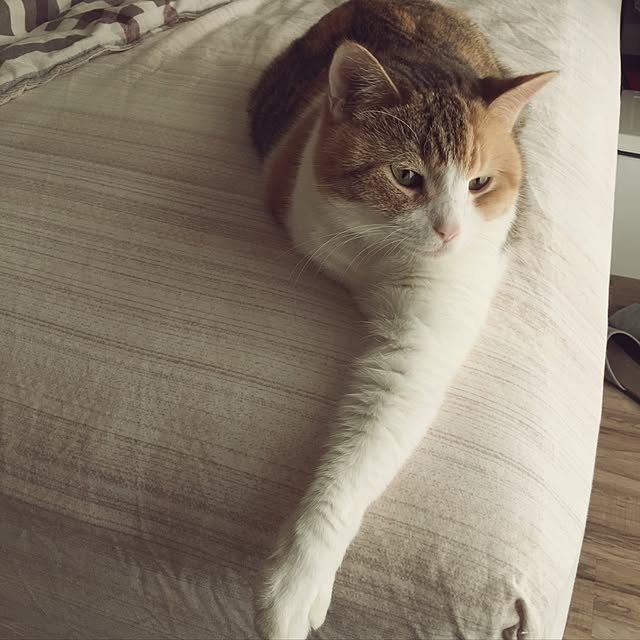 ベッド周り/catのインテリア実例 - 2016-12-04 01:51:20