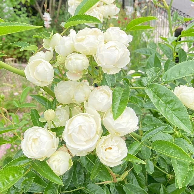 min_nimさんの部屋