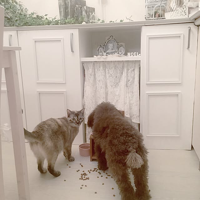 noelさんの実例写真