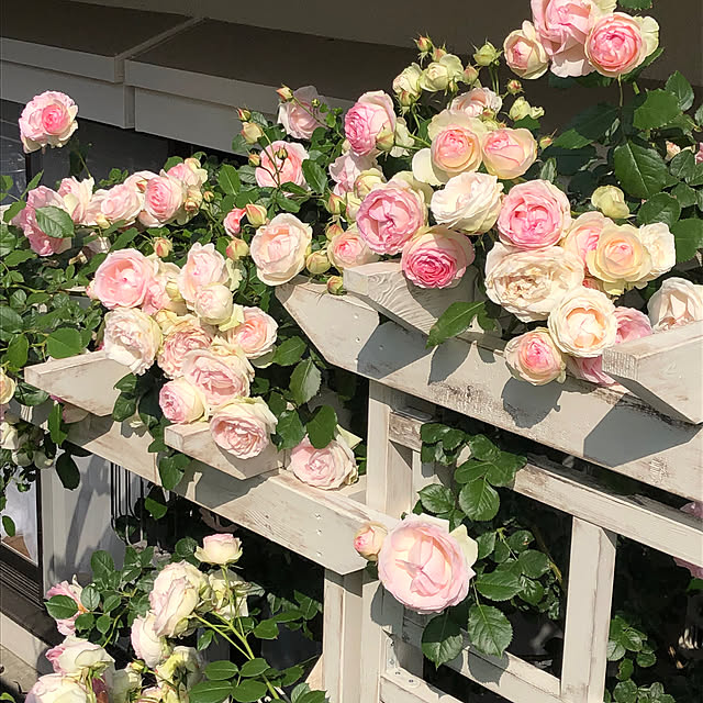 shabbycottage_saoriさんの部屋