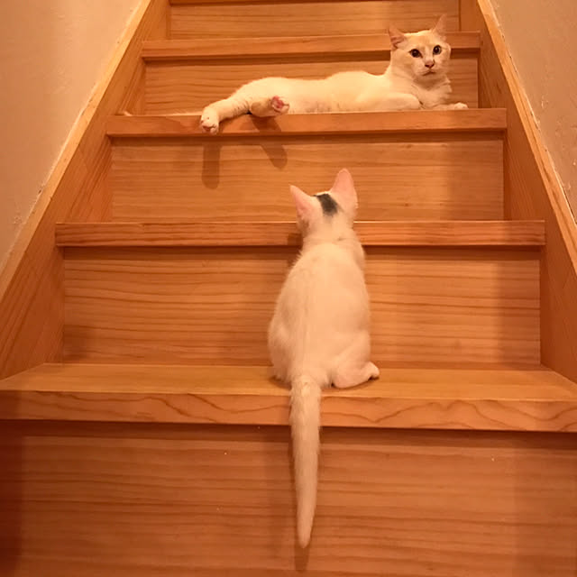 sakurasakuさんの実例写真