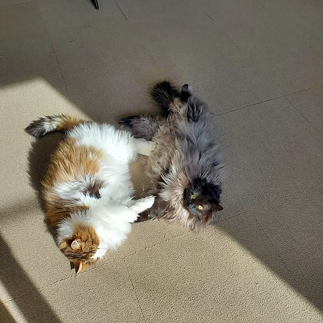 muku+maroさんの実例写真