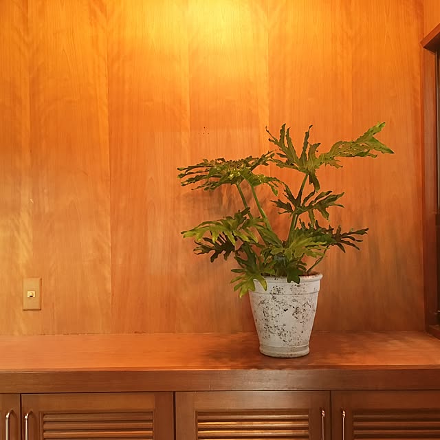 玄関/入り口/観葉植物のインテリア実例 - 2016-06-06 18:27:18