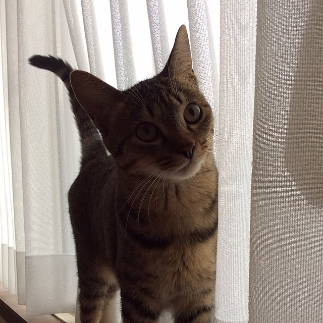 kimihadukiさんの実例写真