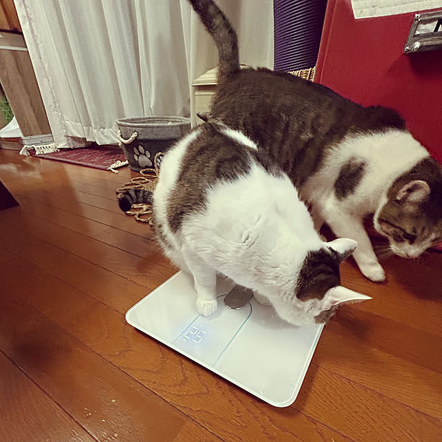 Lufuさんの部屋